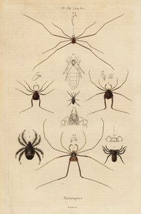 Aratóemberek, aratógépek vagy apa hosszúlábúak, Opiliones fajok alkotó: Unbekannt