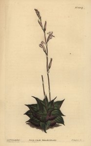 Haworthia mirabilis (durva levelű párna aloe, Aloe mirabilis) alkotó: Unbekannt