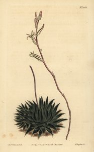 Haworthia pumila vagy Tulista pumila (sötétlevelű pók aloe, Aloe arachnoides pumila) alkotó: Unbekannt