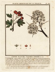 Galagonya, Crataegus rhipidophylla alkotó: Unbekannter Künstler