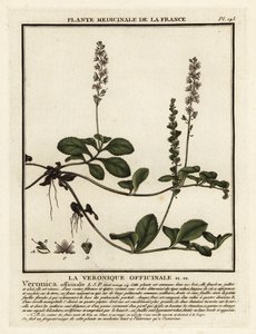 Heath speedwell, Veronica officinalis. alkotó: Unbekannter Künstler