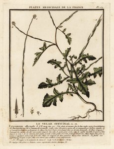 Sövénymustár, Sisymbrium officinale. alkotó: Unbekannter Künstler