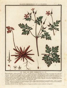 Herb-Robert, Geranium robertianum. alkotó: Unbekannter Künstler