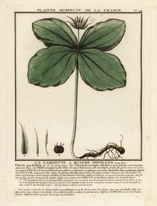 Herb-paris, Paris quadrifolia. alkotó: Unbekannter Künstler
