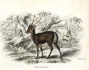 Disznószarvas, Axis porcinus, veszélyeztetett. Gebhart kézi színezésű litográfiája Georg Friedrich Treitschke természetrajzi galériájából, Naturhistorischer Bildersaal des Thierreiches, Liepzig-1842. alkotó: Unbekannter Künstler