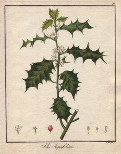 Holly. Színes rézmetszet, a Botanique Medicinale-ban (megjelent Berlinben, Németországban). alkotó: Unbekannter Künstler