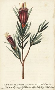 Új-Dél-Wales, Ausztrália mézvirága. Kézzel színezett rézmetszet a "The Naturalist