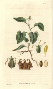 A Houttuynia fehér virágai, a gyümölcsök, a virágporzó és az etaminok részleteivel. Ázsiában őshonos változat. Az illusztrációt Wiliam Jackson Hooker (1785-1865) brit botanikus és író, a Glasgow-i Egyetem (Skócia) professzora és a Curtis