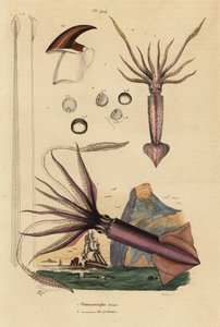 Humboldt tintahal, Dosidicus óriás 1 és európai repülő tintahal, Todarodes sagittatus 2. Ommastrephe geant, Ommastrephe des pecheurs alkotó: Unbekannt