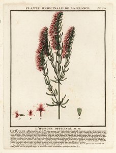 Izsóp, Hyssopus officinalis. alkotó: Unbekannter Künstler