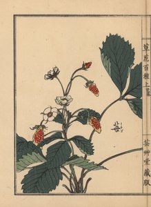 Ichigo vagy eper, Fragaria ananassa. Kézzel színezett fametszet, Kono Bairei, Kusa Bana Hyakushu (Százféle virág), Tokió, Yamada. alkotó: Unbekannter Künstler