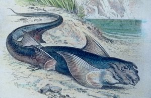 Kiméra (Hydrolagus colliei) illusztrációja alkotó: Unbekannter Künstler