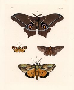 Imbrasia epimethea (Saturnia epimethea) 1, rózsaszín csíkos tölgyfamoly, Anisota virginiensis (Dryocampa virginiensis) 2, Crameria aegocera (Aegocera amabilis) 3, és Eudocima materna (Triphaena materna) 4. Kézzel színezett litográfia John O. Westwood új kö alkotó: Unbekannter Künstler