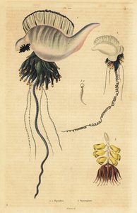 Indo-csendes-óceáni portugál hadiember, Physalia utriculus 1, Azori-szigetek hadiembere, Physalia physalis 2 és Siphonophora zoophyte, Physsophora disticha alkotó: Unbekannt
