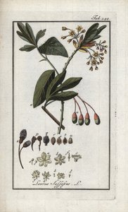 Irokéz babér (Sassafras albidum). Litográfia Johannes Zorn (1739-1799) "Afbeelding der Artseny-Gewassen" című művéből, Hollandia. alkotó: Unbekannter Künstler
