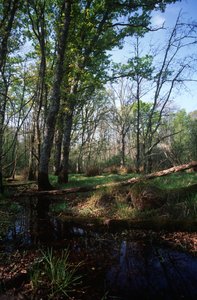Olaszország, Latium régió, Circeo Nemzeti Park, tó a Bioszféra Rezervátumon