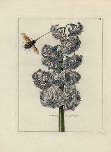 Jácint (vagy jácint), variete general by Maillebois, méhvel - Paul Theodor van Brussel (1754-1795), a borító csokor szerzőjének tulajdonított litográfia, vagy A.Bres., Nicolas Robert (1614-1685) hatása alatt, megjelent a "Nederlandsch Bloemwerk" (Dut. alkotó: Unbekannter Künstler