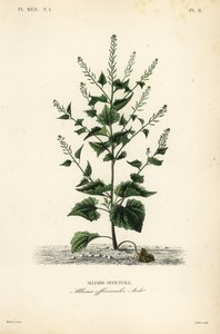 sövény- vagy fokhagymás mustár, Alliaria petiolata, Alliaria officinalis, Alliaire officinale alkotó: Unbekannt