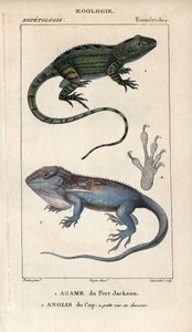 Jacky lashtail, Port Jackson agame, Amphibolurus muricatus, és Cape törpe gekkó, Cape anolis, Lygodactylus capensis. Kézzel színezett rézmetszet Jussieu 1816-1830-as "Természettudományi szótárából". A halakról és hüllőkről szóló kötetek alkotó: Unbekannter Künstler