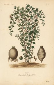 Jalap szőlő, Ipomoea jalapa, Convolvulus jalapa, Jalap alkotó: Unbekannt