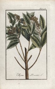 Jamaikai bors vagy négy fűszeres bors vagy giroflee bors (Pimenta dioica). Litográfia Johannes Zorn (1739-1799) "Afbeelding der Artseny-Gewassen" című művéből, Hollandia. alkotó: Unbekannter Künstler