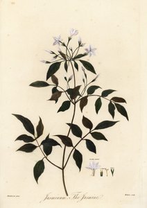 Jázmin, Jasminum officinale. 1805 (metszet) alkotó: Unbekannter Künstler