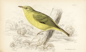 Jávai fehérszemű, Zosterops flavus (sárga fehérszemű, Zosterops flava). William Lizars kézzel színezett acélmetszete William Swainson után Sir William Jardine Naturalist