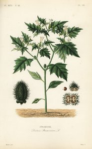Jimsonweed vagy ördög pergő, Datura stramonium, Stramoine alkotó: Unbekannt