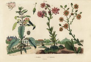 Josephine növény, Josephinia empress 1 és stonecrops, Crassula fajok 2,3 alkotó: Unbekannt