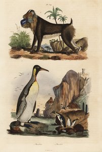 Királypingvin, Aptenodytes patagonicus 1 és mandrill, Mandrillus szfinx, sebezhető, 2 alkotó: Unbekannt