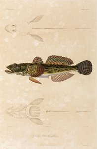 Knout goby, Fekete-tenger alkotó: Unbekannt