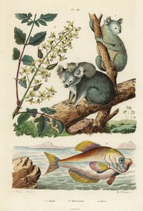 Koala, Phascolarctos cinereus 1.2, lakkfa, Koelreuteria paniculata 3 és indiai púpos, Kurtus indicus alkotó: Unbekannt
