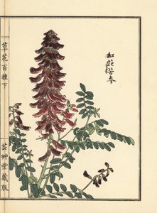 Kouka vagy kujin, Sophora flavescens. A kínai gyógyászatban ku shen néven használt gyökér. Kézzel színezett fametszet, Kono Bairei, Kusa Bana Hyakushu (One Hundred Varieties of Flowers), Tokió, Yamada. alkotó: Unbekannter Künstler