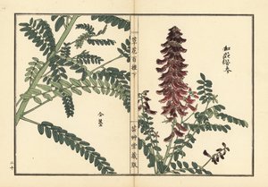 Kouka vagy kujin, Sophora flavescens. A kínai gyógyászatban ku shen néven használt gyökér. Kézzel színezett fametszet, Kono Bairei, Kusa Bana Hyakushu (One Hundred Varieties of Flowers), Tokió, Yamada. alkotó: Unbekannter Künstler