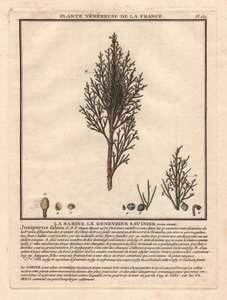 La Sabine, a Savinier Juniperus fabina. Vénuszi növény, egy hím (középen) és egy nőstény (balra) ág leírása, a különböző érettségi stádiumban lévő gyümölcsök részleteivel. Eau forte en couleurs 18. század, in Herbier de la France (1780-1793), rajz, engr. alkotó: Unbekannter Künstler