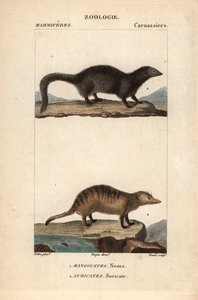 La mangouste et le suricate - Eau forte, Jean Gabriel Pretre (1780-1845), Carnonkel metszete, Frederic Cuvier természettudományi szótárához: emlősök, szerkesztette Pierre Jean Francois Turpin (1775-1840), kiadó: F.G.Levrault, Párizs. alkotó: Unbekannter Künstler