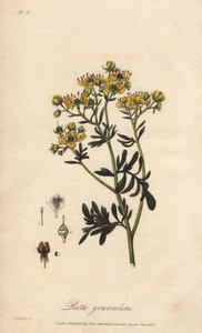 La rue des jardin ou rue fetide (Ruta graveolens) - Water forte William Clarke által készített "Botanique medicale, description des plantes medicinales de London, Edinburgh et Dublin" című, John Stephenson és James Morss Churchill által kiadott, Londonban  alkotó: Unbekannter Künstler