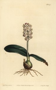 Lachenalia pallida (fényes levelű lachenalia, Lachenalia lucida) alkotó: Unbekannt