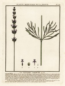Levendula, Lavandula angustifolia. alkotó: Unbekannter Künstler