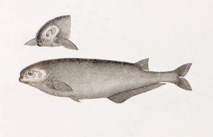 Behbeyt Mormyra alkotó: Unbekannt