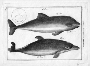A disznódelfin és a delfin Pierre Joseph Bonnaterre (1762-1804) "Painting Encyclopedique et Methodique des trois Regnes de la Nature" című művében. Párizs 1784. alkotó: Unbekannter Künstler
