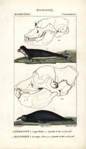 Le stematope à capuchon et le macrorhin a trompe ou elephant de mer - Eau forte, Jean Gabriel Pretre (1780-1845), Carnonkel metszete, Frederic Cuvier Természettudományi szótár: Emlősök, szerkesztette Pierre Jean Francois Turpin (1775-1840). alkotó: Unbekannter Künstler