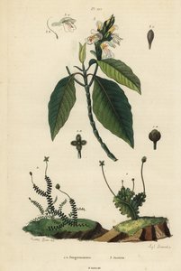 Leveles májfű, Jungermannia epiphylla 1 és Jungermannia asplenoides 2, valamint malabar dió vagy édesítőszer, Justice hozzáadva 3. Jungermannes, Justice alkotó: Unbekannt