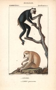 Lemurien indri indri indri et loris lazy - Litográfia, Jean Gabriel Pretre (1780-1885) illusztrációja, szerkesztette Pierre Jean Francois Turpin (1775-1840), kivonata Frederic Cuvier "természettudományok szótárából", Párizs, Franciaország. alkotó: Unbekannter Künstler