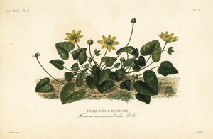 Kis celandin vagy cölöpfű, Ficaire verna, Ficaire ranunculoides, Ficaire fauss renoncule alkotó: Unbekannt