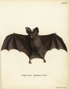 Kis hamis vámpírdenevér, Megaderma spasma. Vespertilio spasma Linn. Hermann Jakob Tyroff kézzel készített rézmetszete Johann Christian Daniel Schreber: Állati illusztrációk a természet után, vagy Schreber fantasztikus állatai, Erlangen, Németország. alkotó: Unbekannter Künstler