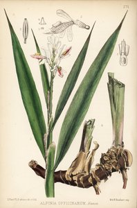 Kis galangál, Alpinia officinarum. Hanhart kézi színezésű litográfiája David Blair botanikai illusztrációja után, Robert Bentley és Henry Trimen: Medicinal Plants, London. alkotó: Unbekannter Künstler