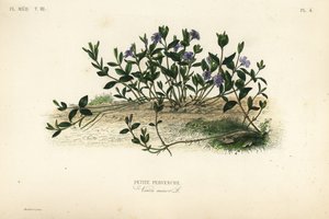 Kis termetű, Vinca minor, Petite pervenche alkotó: Unbekannt