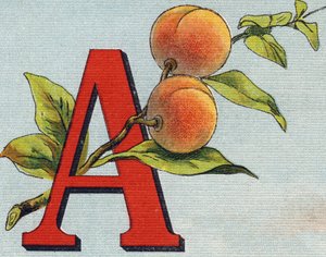 A betű: sárgabarack. Metszet "Alphabet de ma petite fille". Bernardin-Bechet és Fils, könyvkereskedő-kiadók, Párizs, 1895 körül. Törhetetlen album vásznon. Bibliotheque des Bebes. 12 oldal. Olvasási módszert és szemléltető abecedet tartalmazó album alkotó: Unbekannt