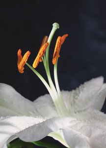 Lily Porzó, 2001 (fotó) alkotó: Unbekannter Künstler